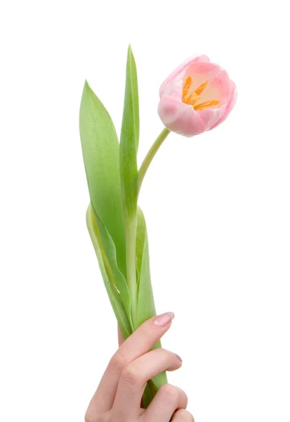 Tulip in hand — Stock Photo, Image