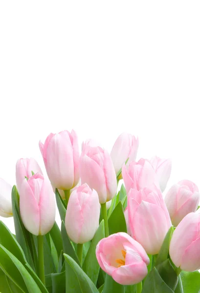 Bouquet of tulips — Stock Photo, Image