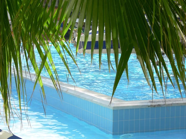 Palm leaves over swimming pool