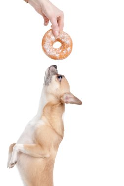 Dog wants donat clipart