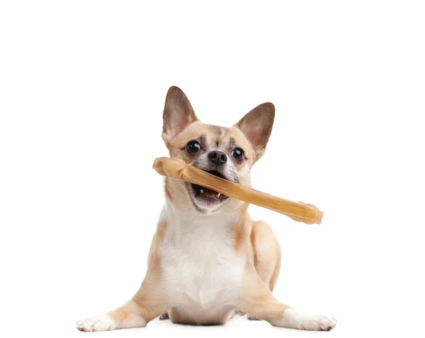 Pejsek drží kost v zubech — Stock fotografie