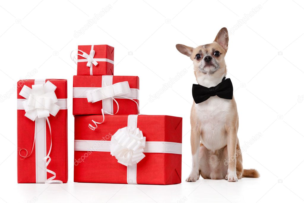 Pale yellow doggy sits near the gifts