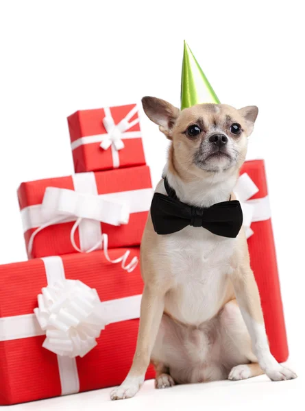 プレゼントの近く緑馬鹿の帽子で淡い黄色犬 — ストック写真