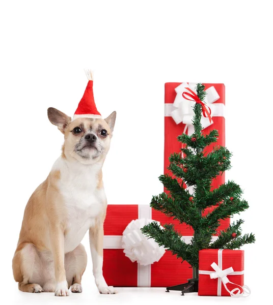 Χλωμό κίτρινο σκυλί κοντά τα δώρα και το χριστουγεννιάτικο δέντρο — Φωτογραφία Αρχείου