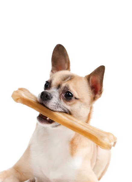 Собака с костями — стоковое фото