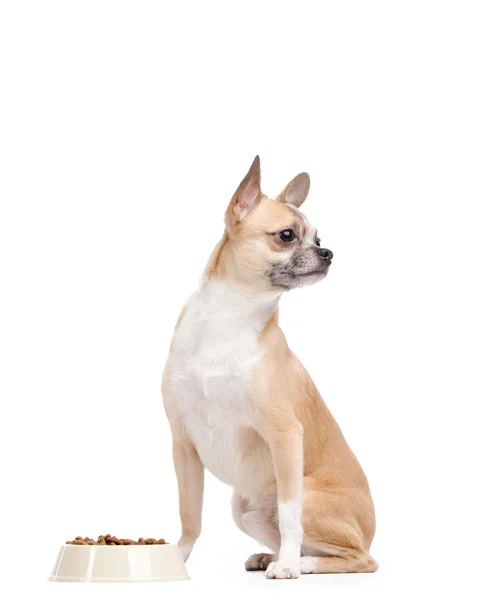 Бледно-желтая собака у чаши — стоковое фото