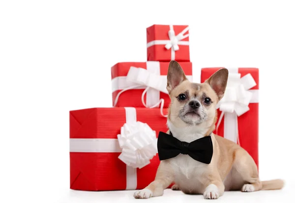 Бледно-желтая собака лежит рядом с подарками — стоковое фото