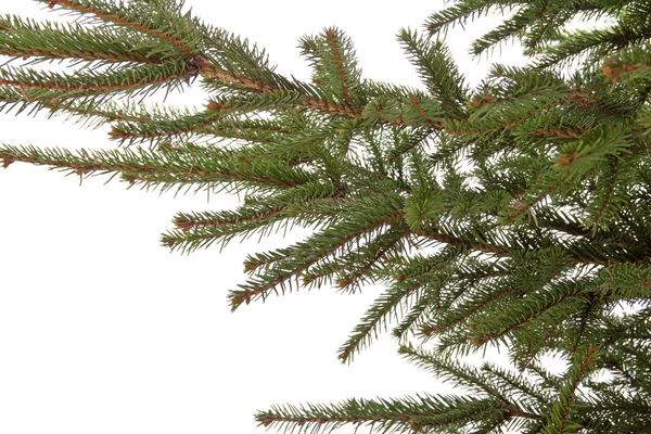 Branch of the spruce — Stock Photo, Image