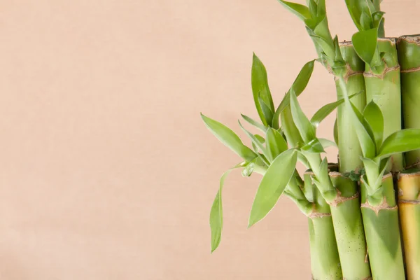 Glückliche Bambuspflanze — Stockfoto