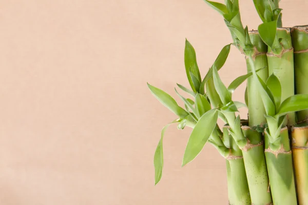 Lucky bamboo växt — Stockfoto