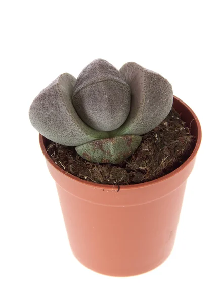 Kvetoucí kameny - zelené tečkované thornless kaktus Stock Obrázky