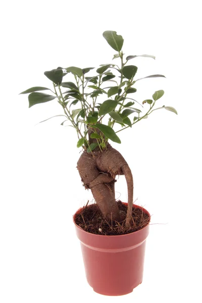 Bonsai ficus träd Royaltyfria Stockfoton