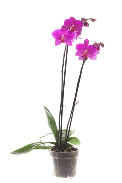 Fialová orchidej Stock Fotografie