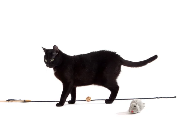 Fekete macska-portré Stock Kép