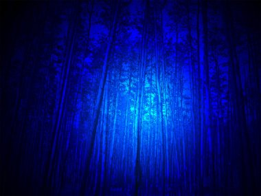 Magic blue light in the forest, high pine-tree diversity. clipart