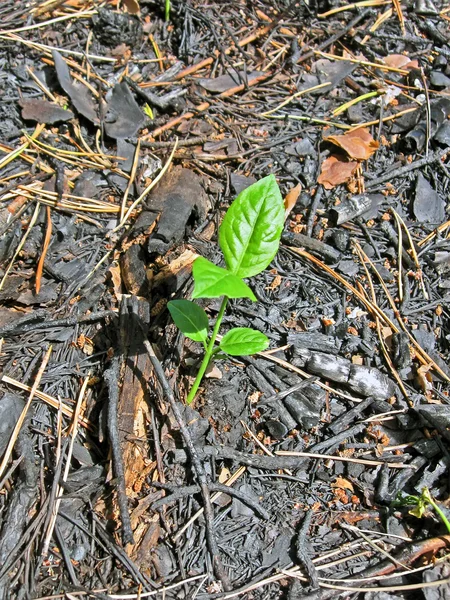 Young green plant and carbonized leafs in the charred forest. — Stock Photo, Image