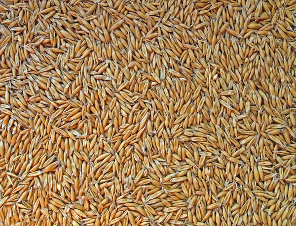 Amontoamento de sementes de aveia, detalhes sazonais dos alimentos . — Fotografia de Stock
