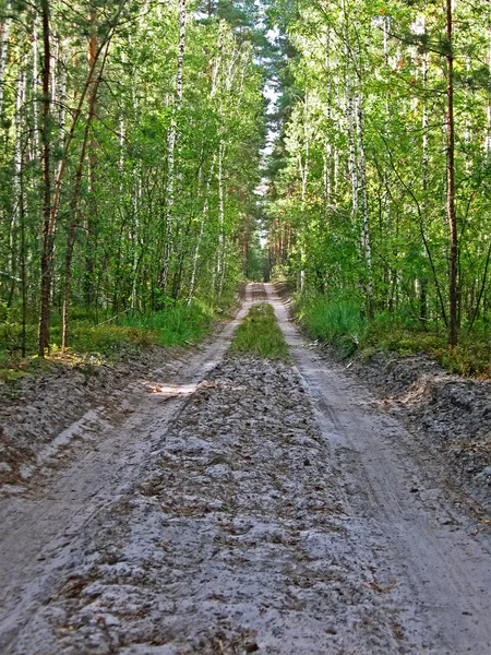 Ground road in forest birch-tree, environment details. — Stock Photo, Image