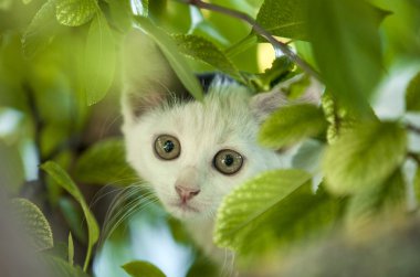 ağaç üzerinde genç kedi.