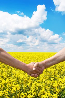 Two farmer's hands handshake at the harvest rape field. clipart