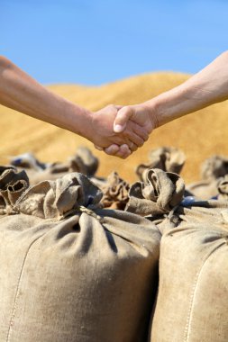 Farmers hands at sack with harvest wheat bakcground. clipart