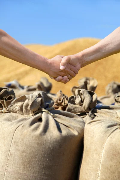 Ręce rolników w worek z plonów pszenicy bakcground. — Zdjęcie stockowe