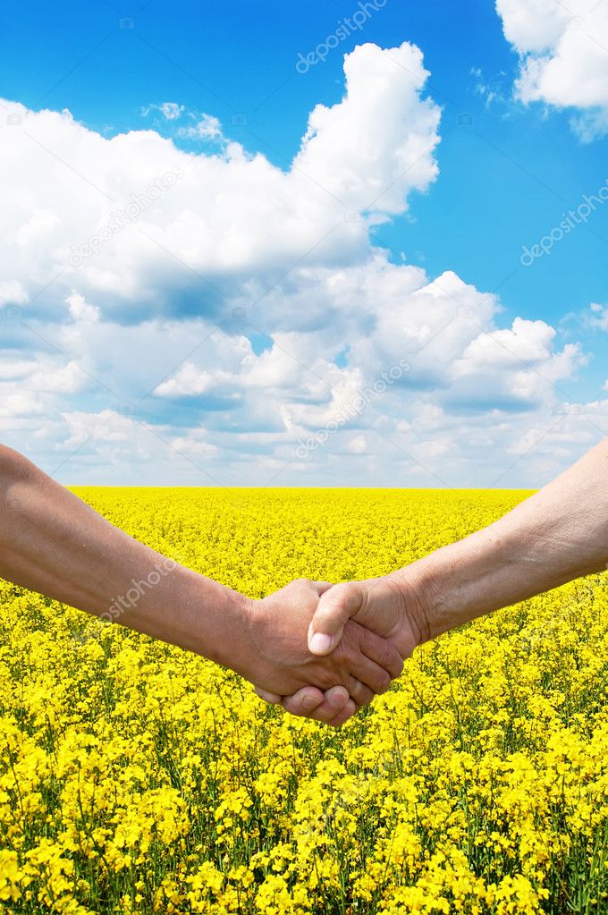 Two farmer's hands handshake at the harvest rape field.