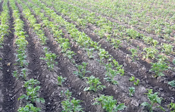Field of the planted potato — Stock Photo, Image