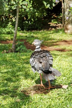 kuşlar iguasu Park. Brezilya