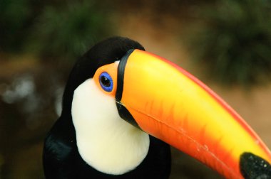 Tucan