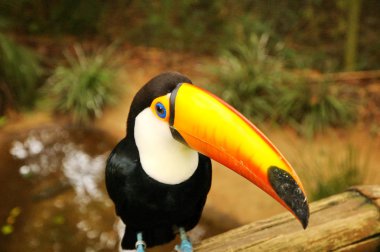 Tucan