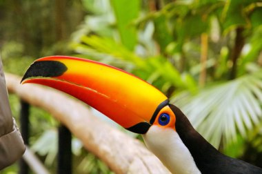 Tucan