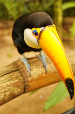 Tucan