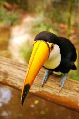 Tucan