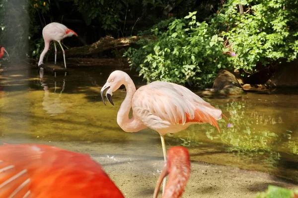 Fåglar park i iguasu — Stockfoto