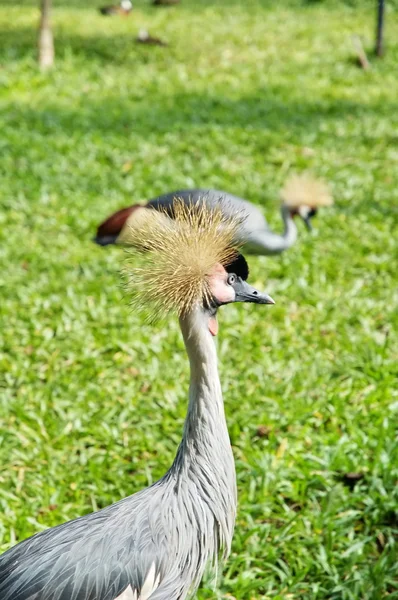 Parque de Aves en Iguasu — Foto de Stock