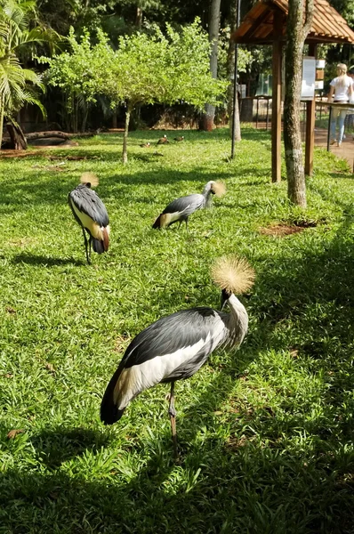 Pássaros no parque Iguasu. Brasil — Fotografia de Stock