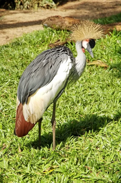 Aves en el parque Iguasu. Brasil — Foto de Stock
