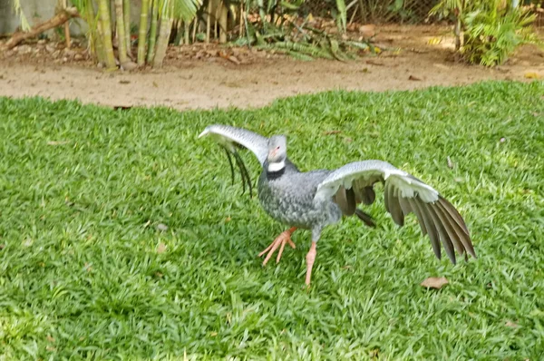 Aves en el parque Iguasu. Brasil — Foto de Stock