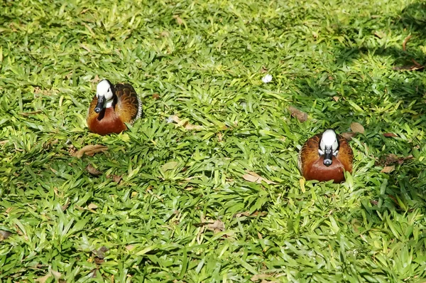 Birds in Iguasu park. Brazil — Stock Photo, Image