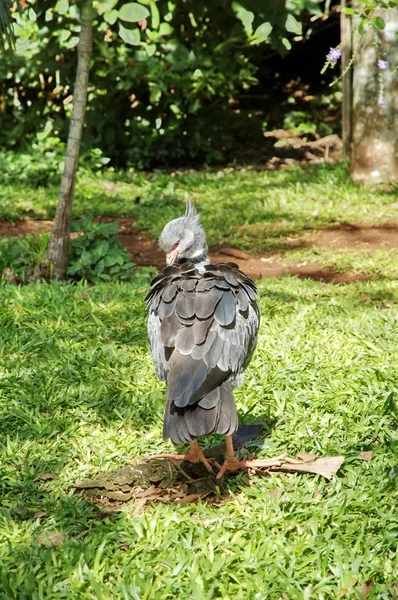 Птицы в парке Игуасу. Бразилия — стоковое фото