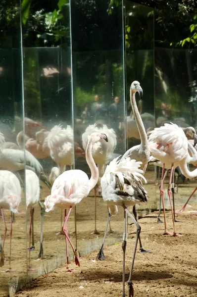 Pássaros no parque Iguasu. Brasil — Fotografia de Stock