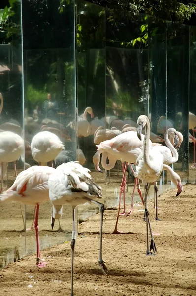 Kuşlar iguasu Park. Brezilya — Stok fotoğraf