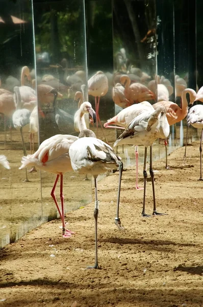 Птахів в Iguasu парку. Бразилія — стокове фото