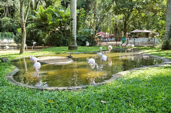 Parque de pássaros em Iguasu — Fotografia de Stock