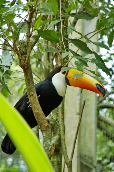 stock image Brazil Tucan