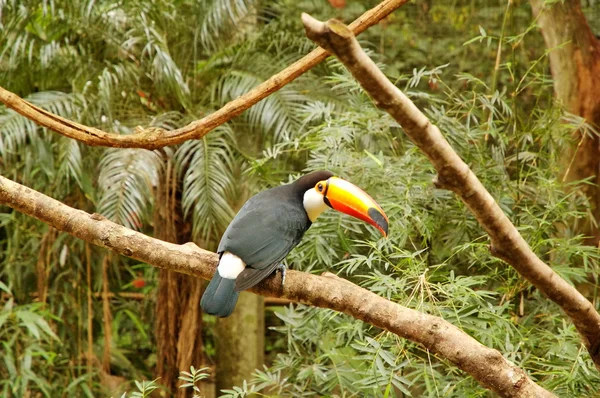 Stock image Birds park in Iguasu