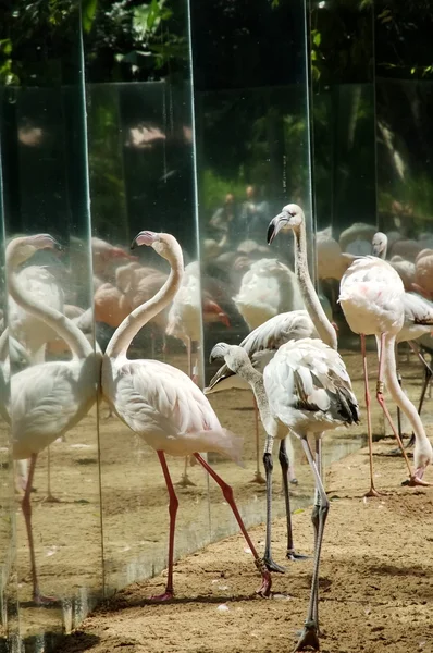 Πάρκο των πουλιών στο iguasu — Φωτογραφία Αρχείου
