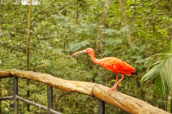 Birds park in Iguasu — Stock Photo, Image