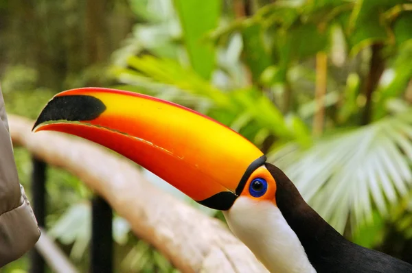 stock image Tucan